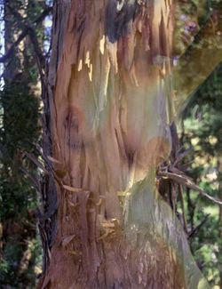 Girls in the Trees - Limited Edition Photographic Art by Christopher Strong